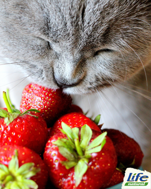 Какие фрукты и ягоды можно давать есть кошкам?